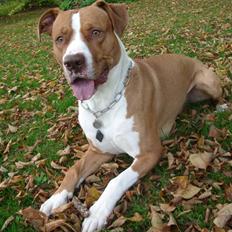 Blanding af racer Tyson