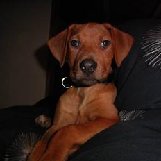 Rhodesian ridgeback cobi