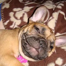 Fransk bulldog Lui Aimeé Asti