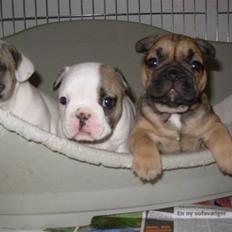 Fransk bulldog Lui Aimeé Asti