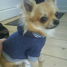 Chihuahua Joey