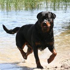 Rottweiler Basse