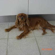 Cavalier king charles spaniel Mille DØD den 29 Juni 2012.