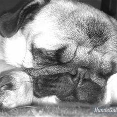 Mops Albert