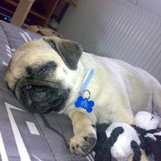 Mops Albert