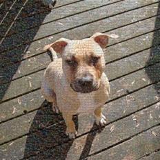 Amerikansk staffordshire terrier Bachi