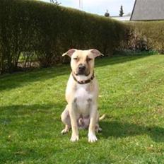 Amerikansk staffordshire terrier Bachi