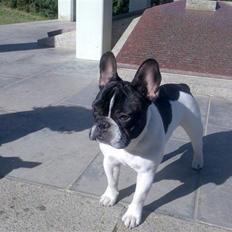 Fransk bulldog *Gismo*