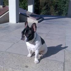 Fransk bulldog *Gismo*