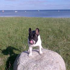 Fransk bulldog *Gismo*