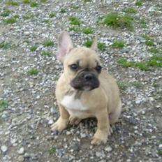 Fransk bulldog *Mille*
