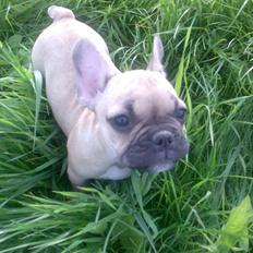 Fransk bulldog *Mille*