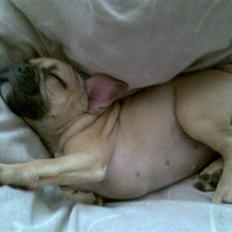 Fransk bulldog *Mille*