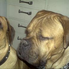 Blanding af racer zacko