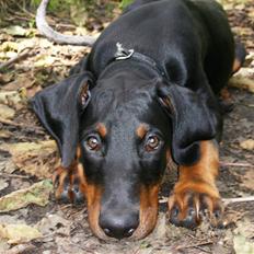 Dobermann Sniper R.I.P.
