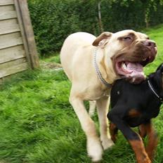 Dobermann Sniper R.I.P.