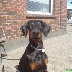 Dobermann Sniper R.I.P.