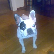 Fransk bulldog mini