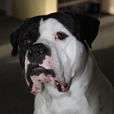 Amerikansk bulldog Vba´s conrad aka rocko 