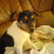 Dansk svensk gaardhund kvik