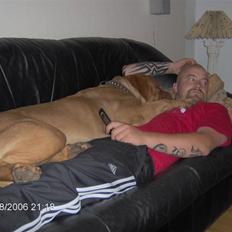 Dogue de bordeaux Tira