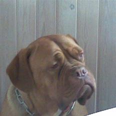 Dogue de bordeaux Tira