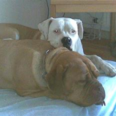 Dogue de bordeaux Tira