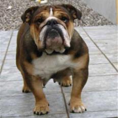 Engelsk bulldog Qupios African Golden Gab
