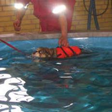 Engelsk bulldog Qupios African Golden Gab