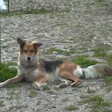 Blanding af racer stella