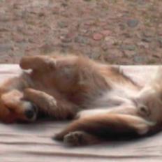 Blanding af racer stella