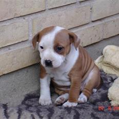 Staffordshire bull terrier (engelsk) Ida