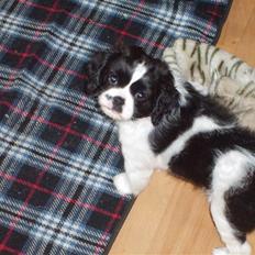 Cavalier king charles spaniel Vera