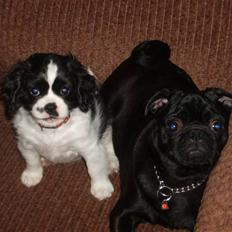 Cavalier king charles spaniel Vera