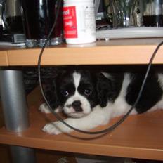 Cavalier king charles spaniel Vera