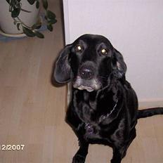 Blanding af racer Lulu