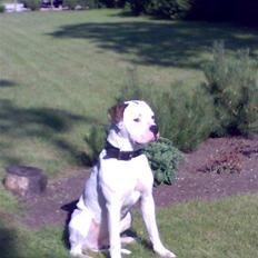 Amerikansk bulldog Hektor