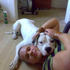 Amerikansk bulldog Hektor