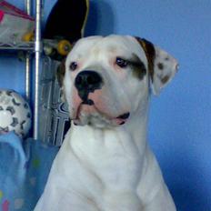 Amerikansk bulldog Hektor