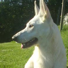 Hvid schæfer Honey de amar