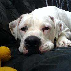 Amerikansk bulldog Holger Junior