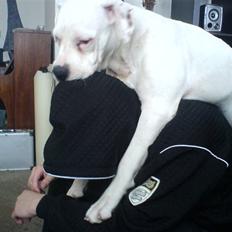 Amerikansk bulldog Holger Junior