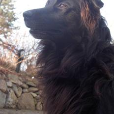 Blanding af racer Tex R.I.P min deilige...