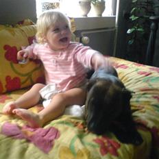 Amerikansk staffordshire terrier Diamound