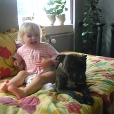 Amerikansk staffordshire terrier Diamound