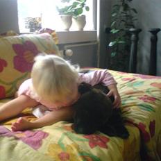 Amerikansk staffordshire terrier Diamound