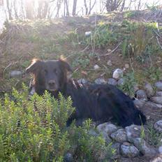 Blanding af racer Tex R.I.P min deilige...