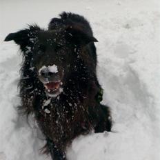 Blanding af racer Tex R.I.P min deilige...