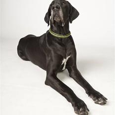 Grand danois WINTHER'S ARMARNI