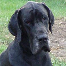 Grand danois WINTHER'S ARMARNI